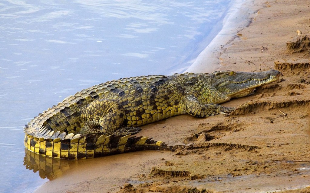 Crocodile in Nile River